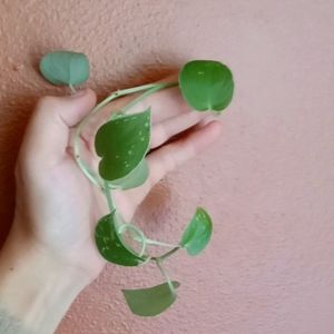 Scindapsus pictus 'Silver Splash' Cuttings